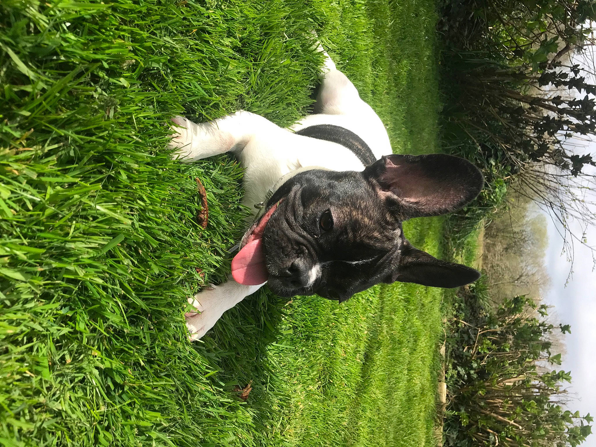 Raylee participe au concours pour gagner de l'argent avec cette photo : canidae, carnivore, companion_dog, dog, dog_breed, fawn, felidae, fur, grass, grassland, groundcover, hat, lawn, leisure, people_in_nature, plant, shrub, sporting_group, tail, tree