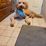 Teddy joined the competition — help win amazing prizes! dog, bandana, floor, tile, indoor, pet, canine, brown, fur, door, cabinet, mat, household, animal, domestic, relaxed, looking, cute, companion, home