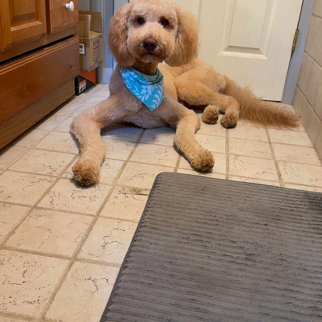 Teddy joined the competition — help win amazing prizes! animal, bandana, brown, cabinet, canine, companion, cute, dog, domestic, door, floor, fur, home, household, indoor, looking, mat, pet, relaxed, tile