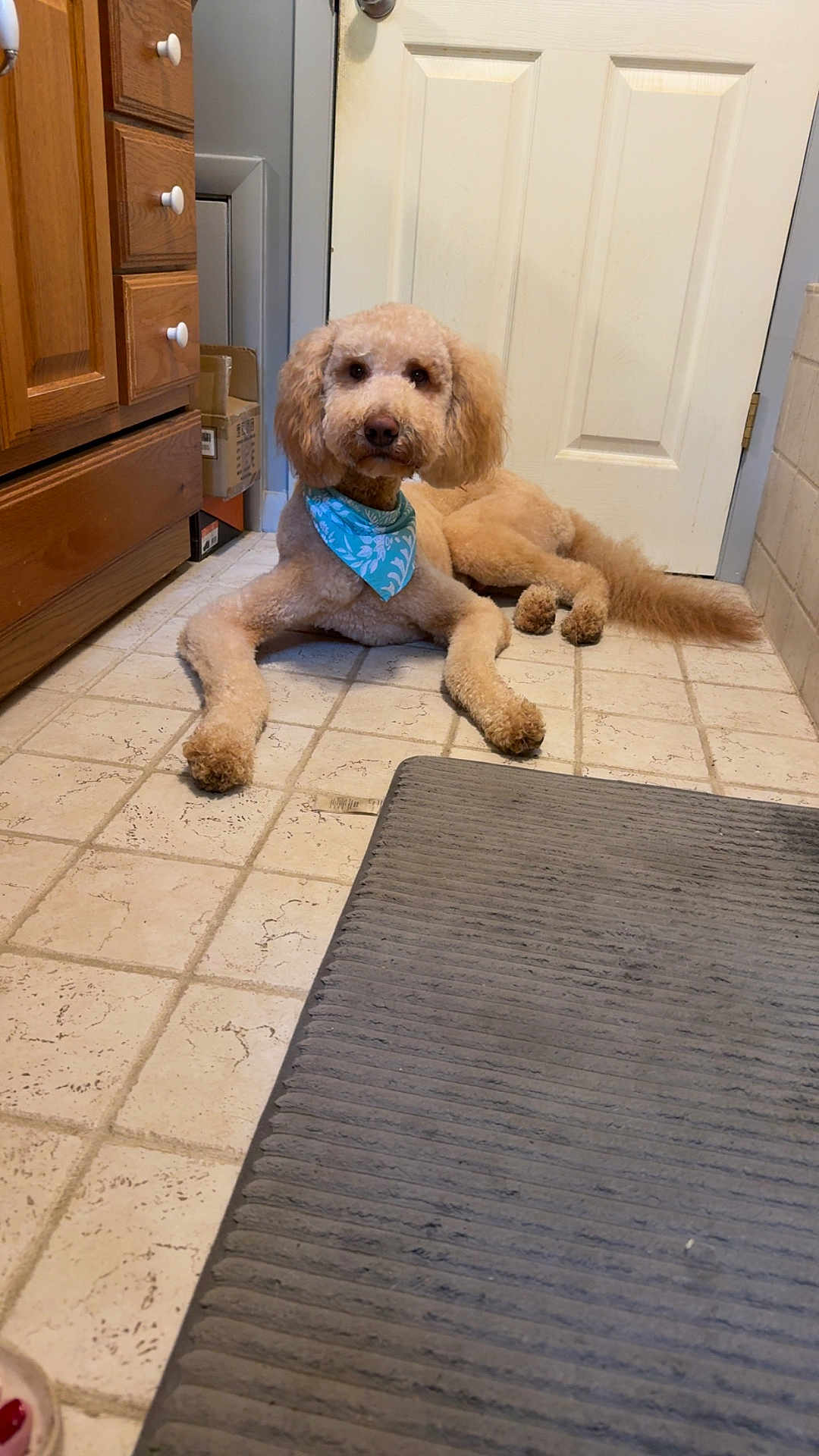 Teddy