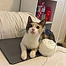 Cinnamon joined the competition — help win amazing prizes! cat, calico_cat, yarn, ball_of_yarn, laptop, bed, white_bedspread, curious, indoor, feline, pet, paw, looking_up, resting, furniture, shelf, bottle, container, home, cozy