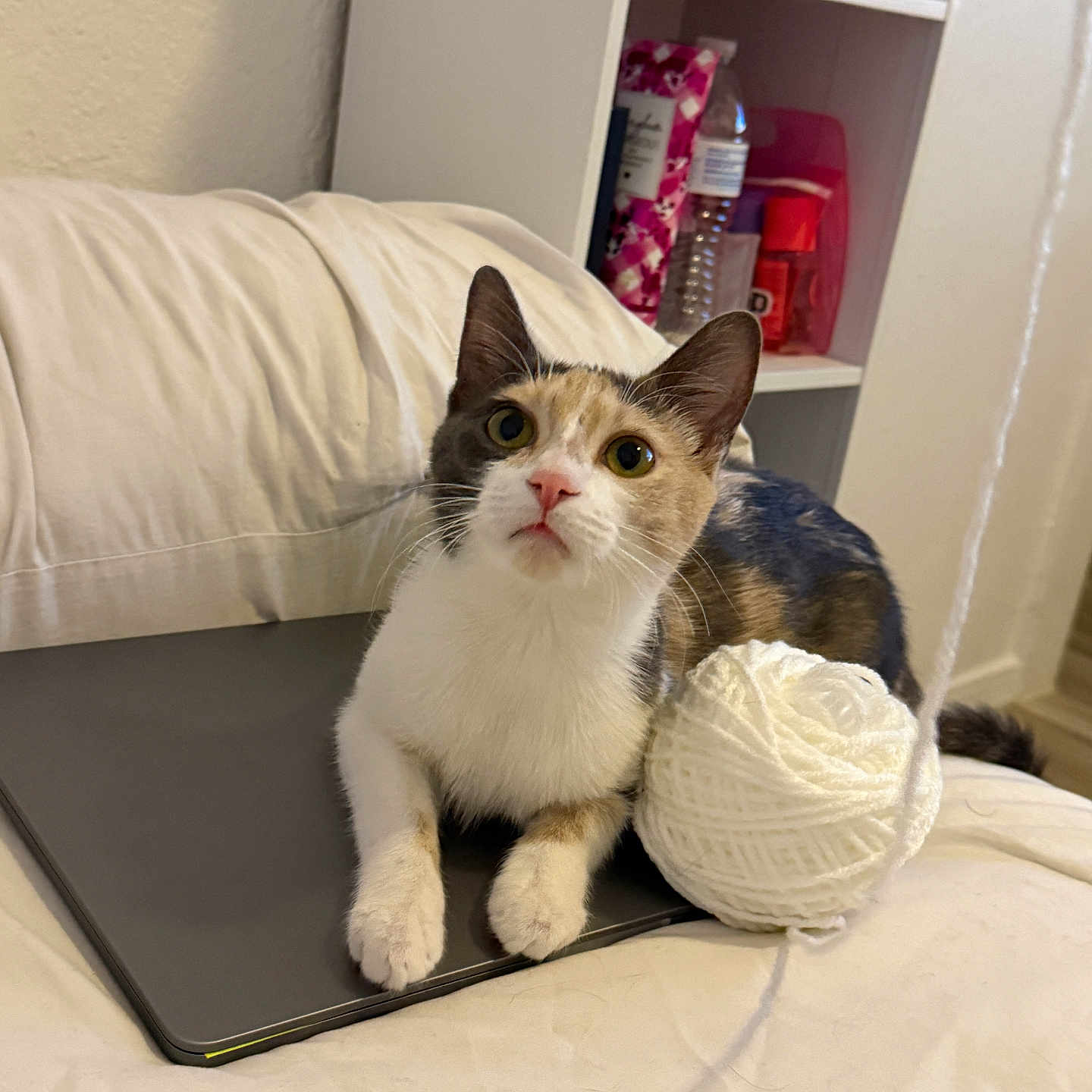 Cinnamon