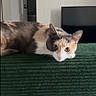 cat, calico, pet, feline, indoor, couch, green_couch, resting, curious, home, living_room, door, television, texture, animal, whiskers, ears, eyes, relaxed, furniture