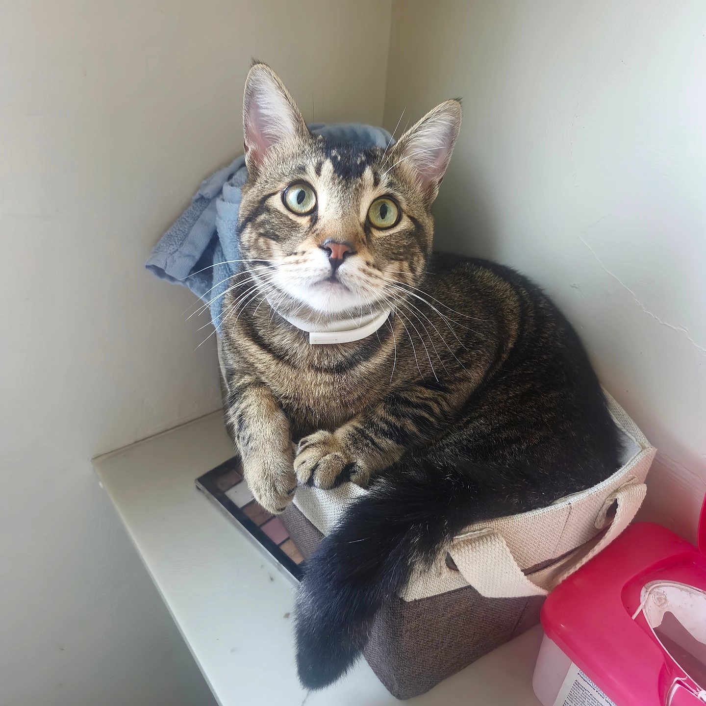 Thomas joined the competition — help win amazing prizes! basket, cat, close_up, container, corner, curious, domestic_animal, feline, fur, green_eyes, household_item, indoor, looking_up, pet, resting, tabby_cat, tail, towel, whiskers, white_surface