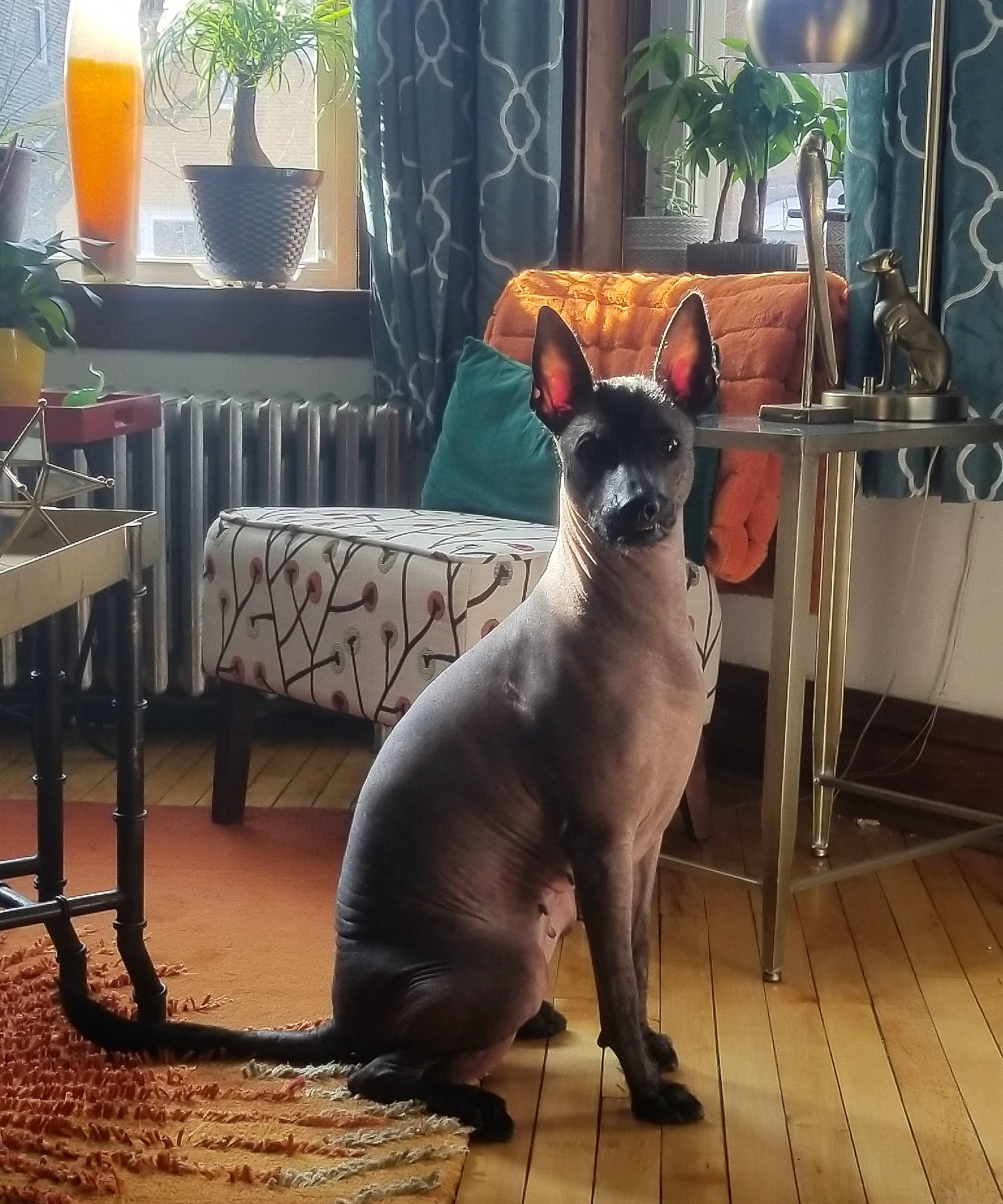 Belén is registered to the contest to win money with this photo: carnivore, chair, collar, companion_dog, dog, dog_breed, fawn, felidae, flooring, flowerpot, houseplant, metal, pet_supply, plant, small_to_medium_sized_cats, snout, tail, terrestrial_animal, whiskers, window