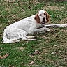 animal, bench, brown_ears, canine, curious, daylight, dog, ears, fur, grass, ground, leaf, lying, nature, outdoor, pet, resting, spot, tongue_out, white_dog