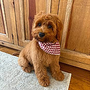 Leo is registered to the contest to win money with this photo: dog, puppy, bandana, red_checkered, carpet, wooden_cabinet, floor, indoor, pet, cute, fur, brown, sitting, adorable, looking_up, eyes, home, animal, companion, domestic
