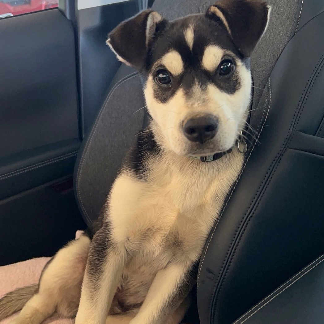 Bear is registered to the contest to win money with this photo: puppy, dog, car_seat, seatbelt, pink_towel, black_and_white_fur, pet, animal, cute, inside_car, window, daylight, looking_at_camera, young_dog, fur, ears, nose, legs, sitting, headrest