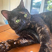 Mimi a rejoint le concours — aidez-le/la à gagner de superbes lots ! cat, tortoiseshell, green_eyes, paw, wooden_table, indoor, window, natural_light, relaxed, curious, feline, pet, close_up, whiskers, fur, animal, domestic, resting, face, ear