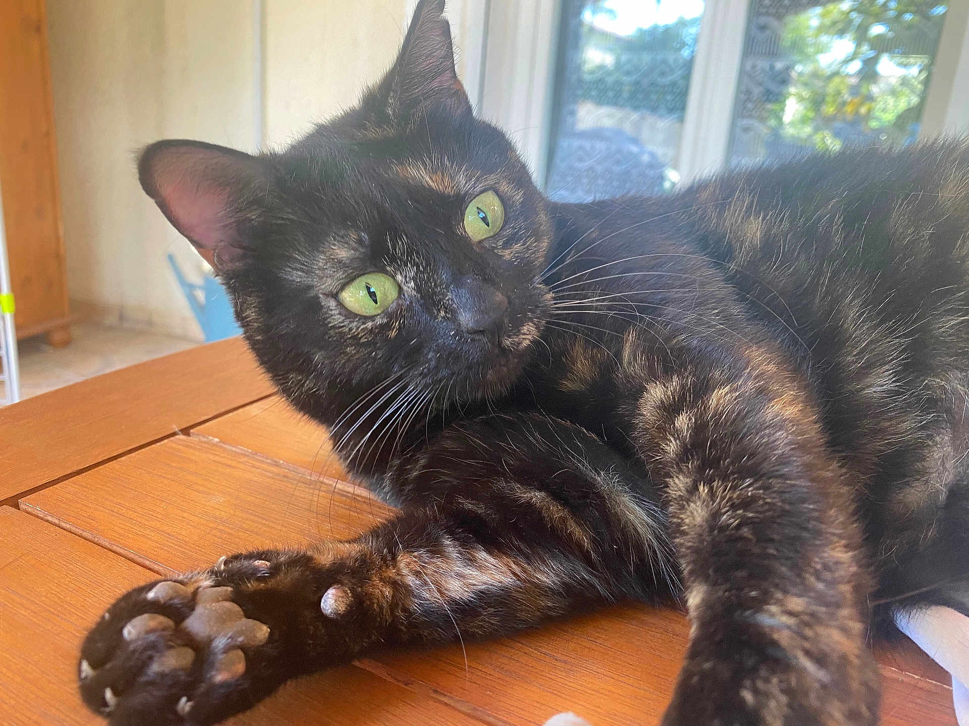 Mimi a rejoint le concours — aidez-le/la à gagner de superbes lots ! cat, tortoiseshell, green_eyes, paw, wooden_table, indoor, window, natural_light, relaxed, curious, feline, pet, close_up, whiskers, fur, animal, domestic, resting, face, ear