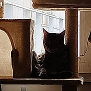Felix a rejoint le concours — aidez-le/la à gagner de superbes lots ! cat, cat_tree, indoor, window, shadow, striped_fur, pet, animal, relaxing, feline, cozy, home, quiet, resting, silhouette, soft_light, vertical_structure, animal_house, domestic, quiet_moment