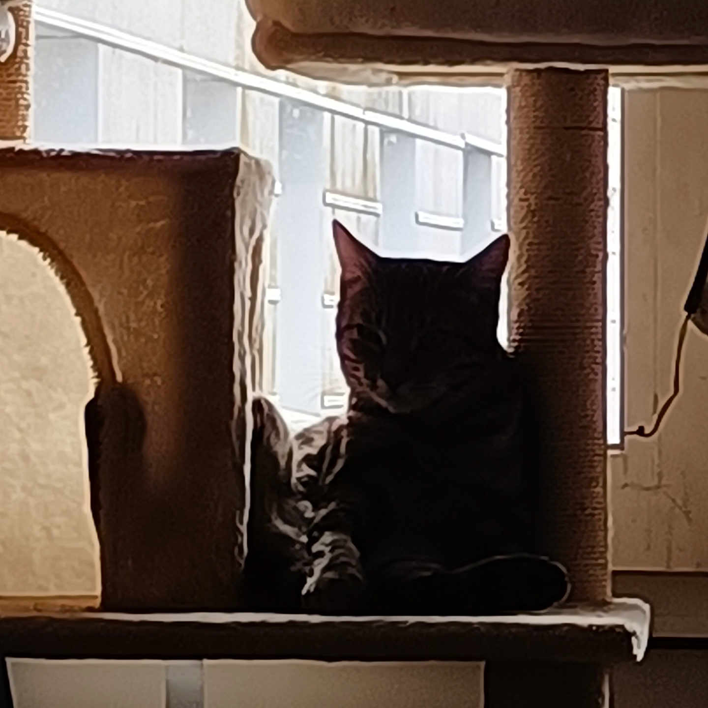 Felix a rejoint le concours — aidez-le/la à gagner de superbes lots ! cat, cat_tree, indoor, window, shadow, striped_fur, pet, animal, relaxing, feline, cozy, home, quiet, resting, silhouette, soft_light, vertical_structure, animal_house, domestic, quiet_moment