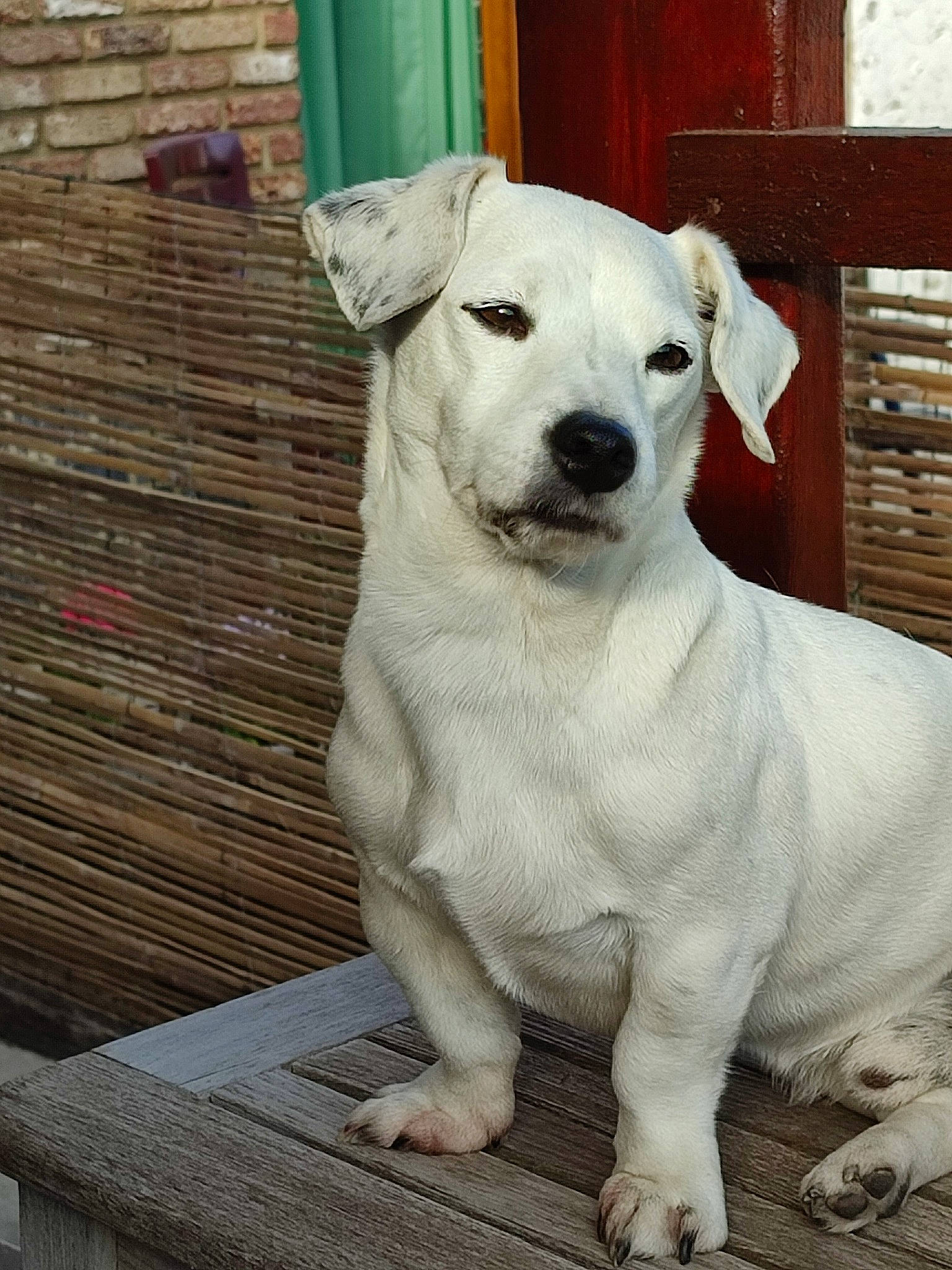 Pilou participe au concours pour gagner de l'argent avec cette photo : ancient_dog_breeds, art, canidae, carnivore, collar, companion_dog, dog, dog_breed, fawn, non_sporting_group, pet_supply, puppy, snout, sporting_group, street_dog, tail, terrestrial_animal, whiskers, wood, working_animal