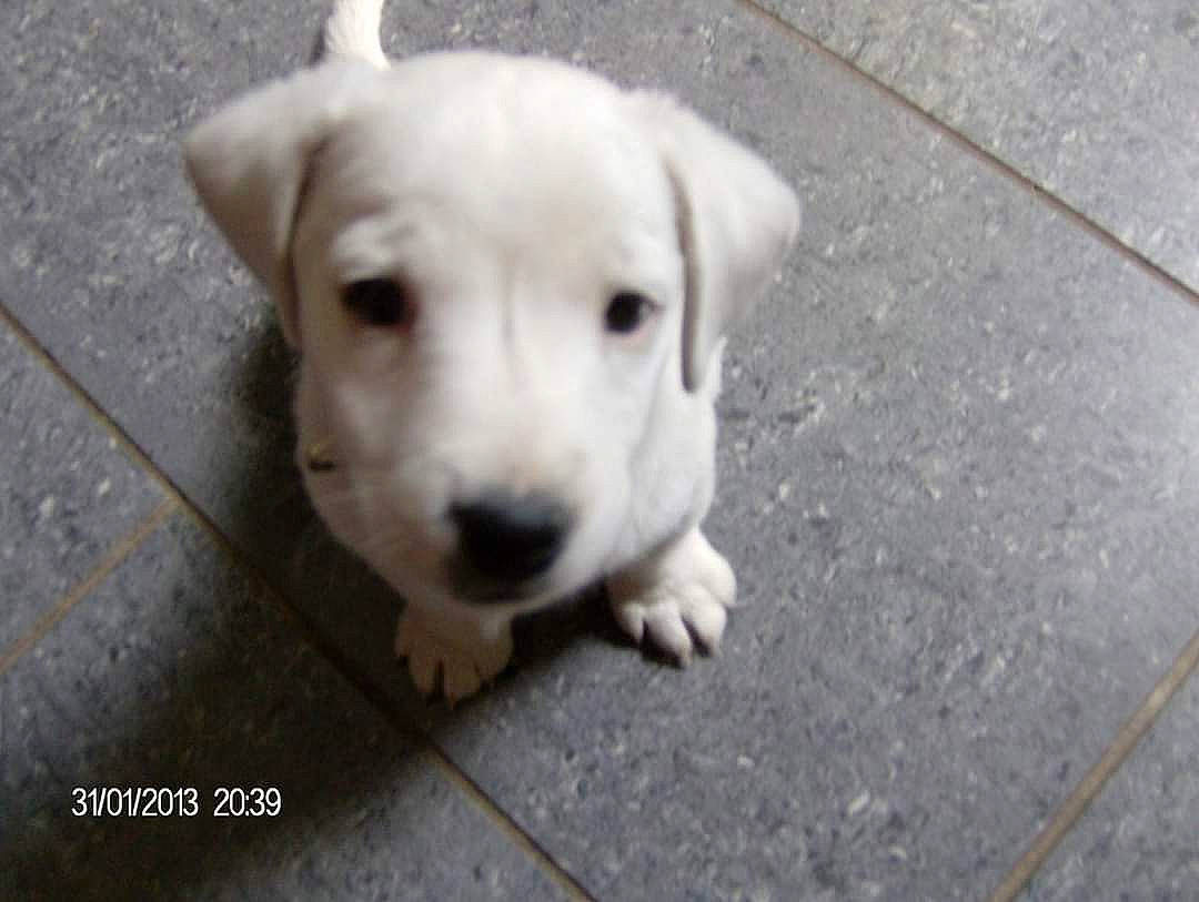 Pilou participe au concours pour gagner de l'argent avec cette photo : asphalt, canidae, carnivore, collar, companion_dog, concrete, dog, dog_breed, fawn, flooring, non_sporting_group, pet_supply, retriever, road_surface, sidewalk, sporting_group, street_dog, terrestrial_animal, whiskers, working_animal