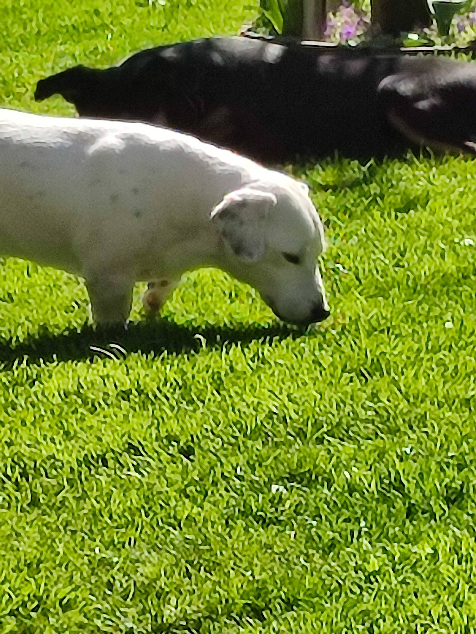 Pilou participe au concours pour gagner de l'argent avec cette photo : carnivore, companion_dog, dog, dog_breed, field, grass, grass_family, grassland, grazing, groundcover, lawn, livestock, meadow, pasture, plant, sheep, snout, tail, terrestrial_animal, working_animal