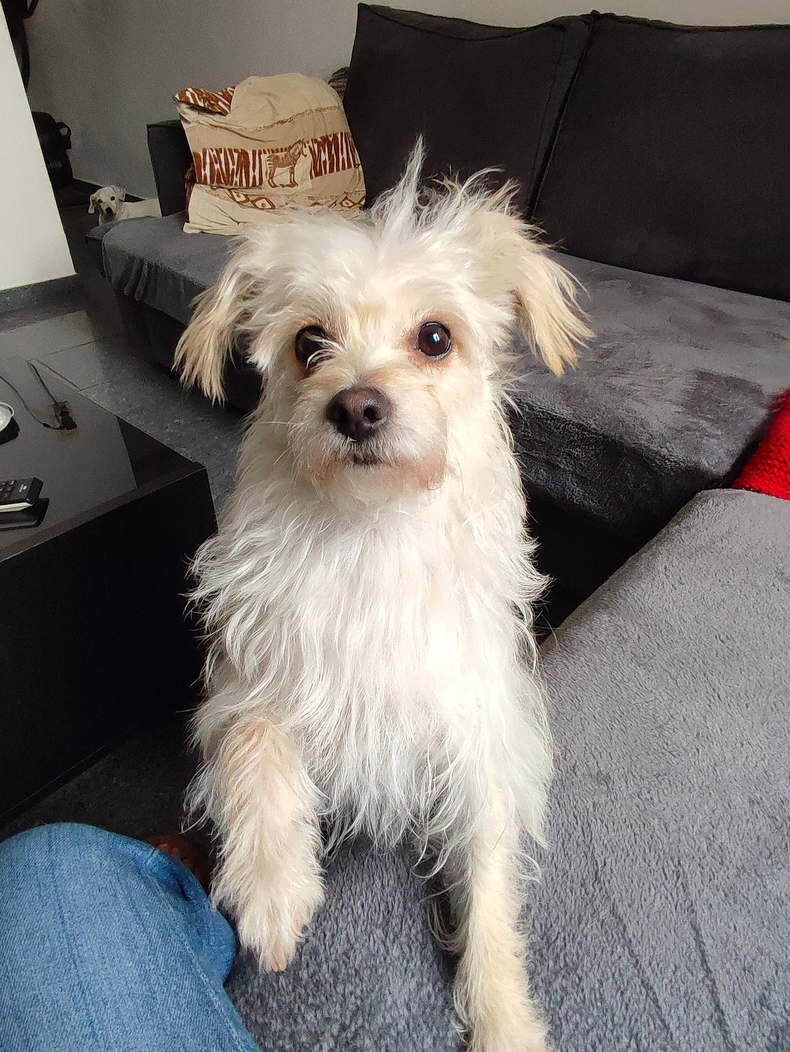 Maya participe au concours pour gagner de l'argent avec cette photo : biewer_terrier, canidae, carnivore, companion_dog, couch, dog, dog_breed, dog_supply, fur, maltepoo, non_sporting_group, plant, small_terrier, sporting_group, terrier, toy_dog, working_animal, yorkipoo