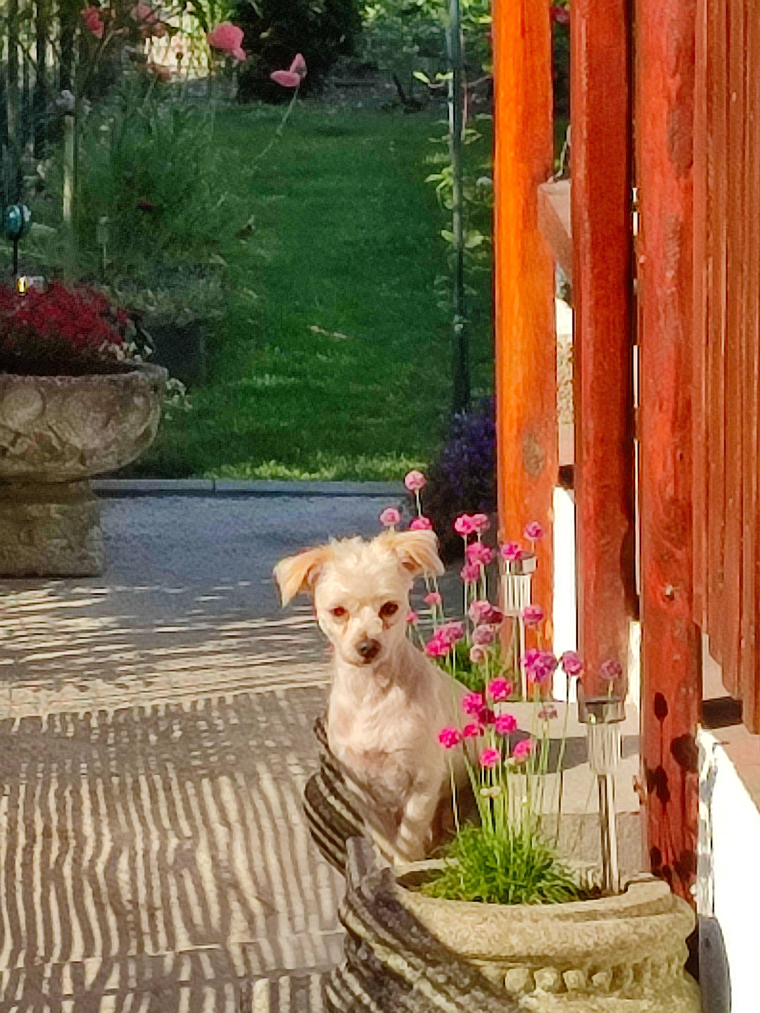 Maya a rejoint le concours — aidez-le/la à gagner de superbes lots ! carnivore, chair, companion_dog, dog, dog_breed, fawn, flagstone, flooring, flowerpot, garden, grass, landscaping, leisure, plant, road_surface, shrub, sidewalk, sporting_group, wood, working_animal