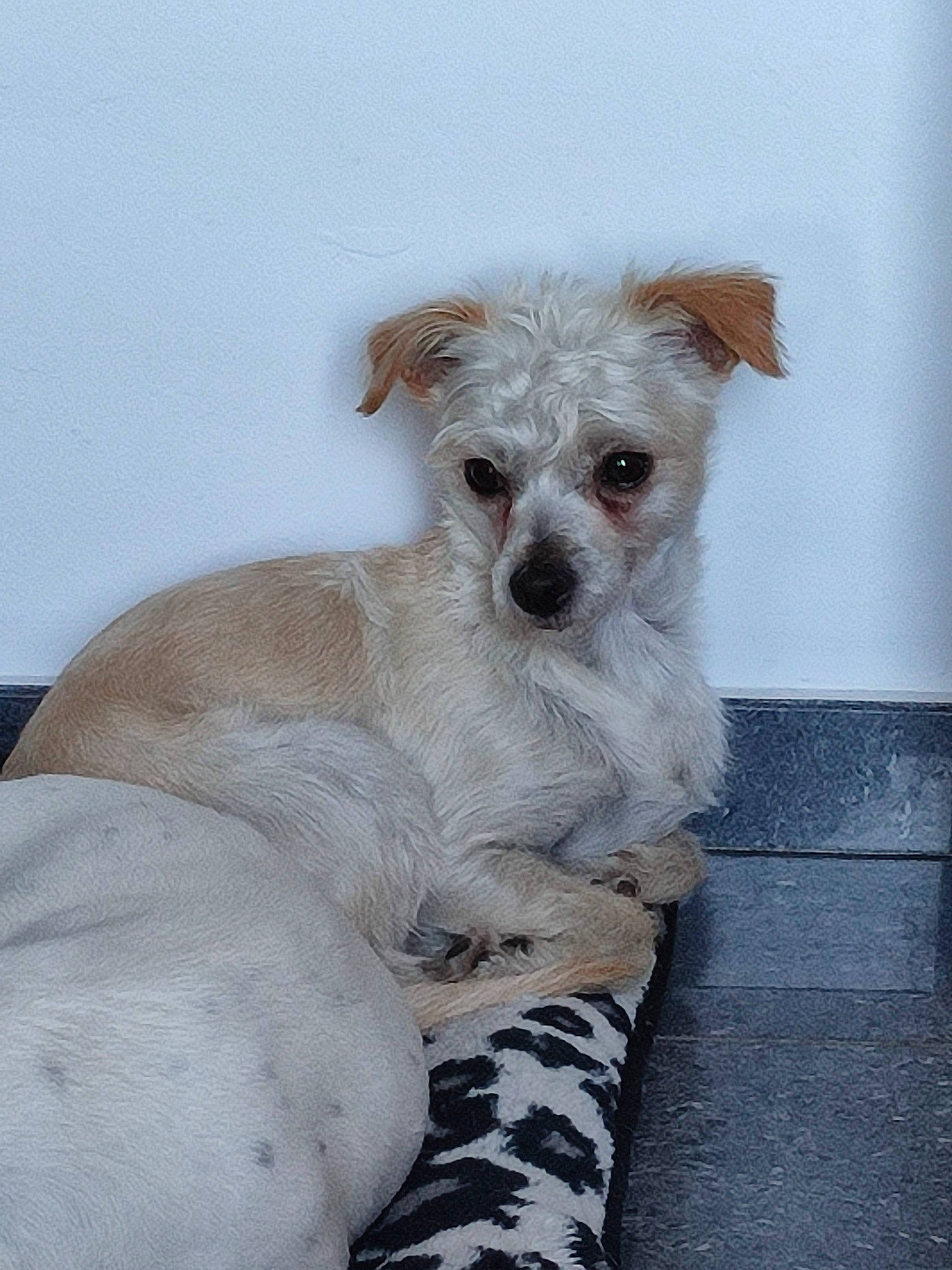 Maya participe au concours pour gagner de l'argent avec cette photo : carnivore, comfort, companion_dog, dog, dog_breed, dog_supply, fawn, fur, grey, pet_supply, sleeve, small_terrier, snout, sporting_group, terrestrial_animal, terrier, toy_dog, whiskers, working_animal, working_terrier