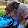 animal, backyard, blue_toy, bokeh, brown_fur, chewing, close_up, cute, dog, fluffy, fur, grass, lying_down, outdoor, paw, pet, playtime, portrait, puppy, sunlight