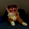 animal, black_fur, brown_fur, chair, dark_background, dog, fluffy, front_view, funny_expression, happy, indoor, long_hair, open_mouth, pet, portrait, puppy, sitting, smiling, tongue, white_fur