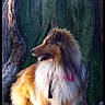 animal_portrait, brown_and_white, canine, collar, collie, dog, fluffy, forest, grass, leash, long_hair, majestic, nature, outdoors, pet, profile_view, rough_collie, sitting, sunlight, tree