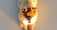 Mason And Lucy is registered to the contest to win money with this photo: animal, brown_fur, centered_composition, cute, dog, eyes, face, fluffy, fur, golden_hour, open_mouth, outdoor, pet, portrait, puppy, shadow, standing, sunlight, warm_lighting, white_paws