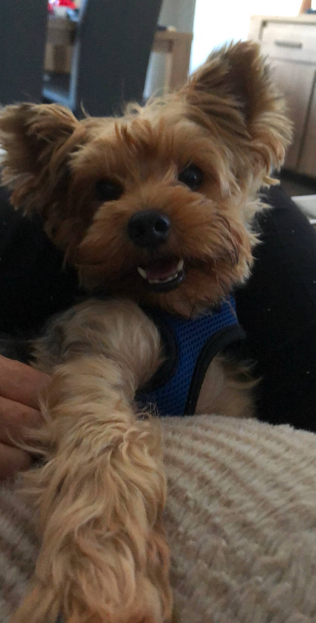 Luna a rejoint le concours — aidez-le/la à gagner de superbes lots ! australian_terrier, biewer_terrier, canidae, carnivore, companion_dog, dog, dog_breed, dog_supply, fawn, fur, liver, poodle_crossbreed, puppy_love, small_terrier, snout, sporting_group, terrier, toy_dog, working_animal, yorkipoo