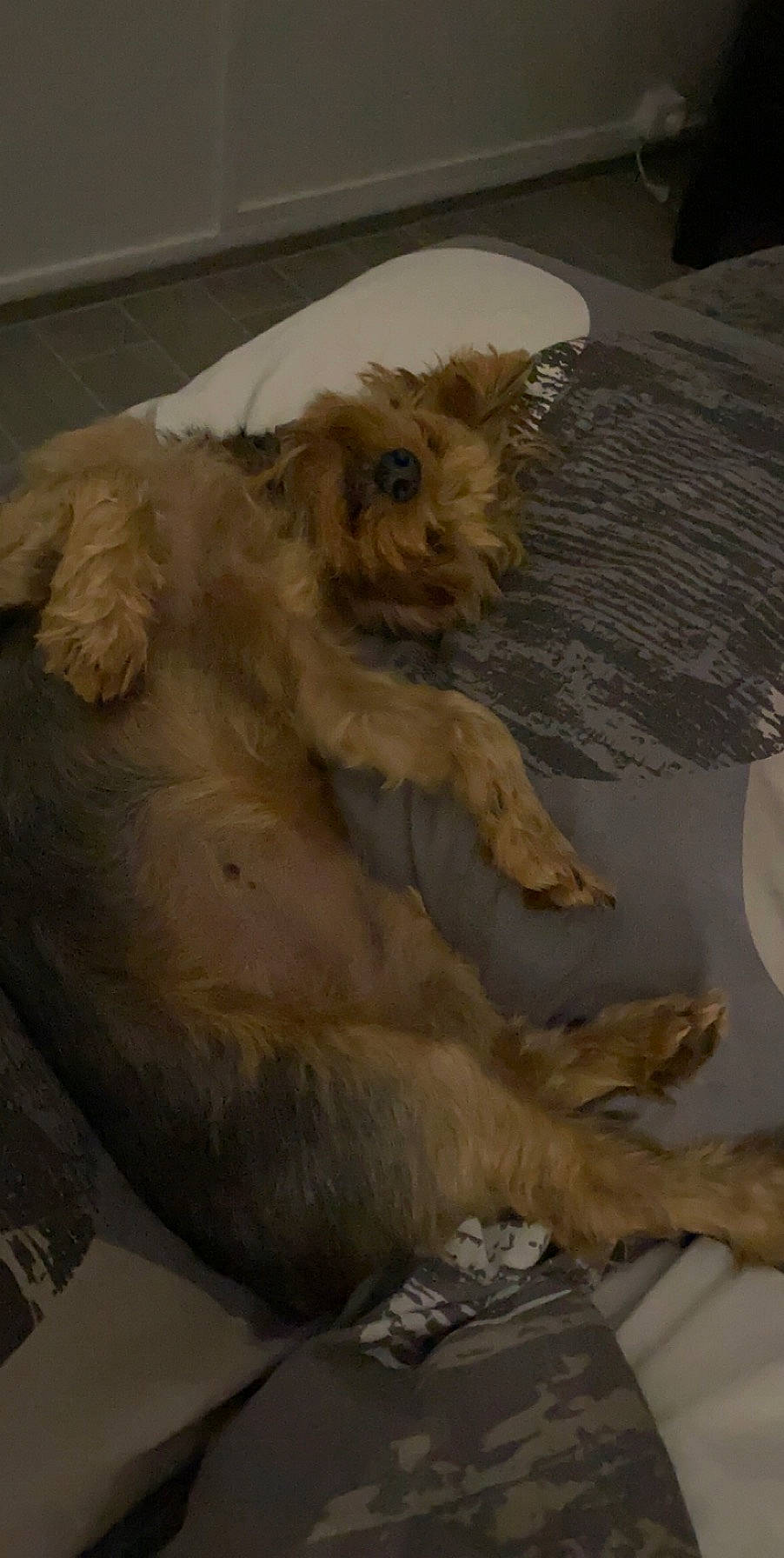 Luna a rejoint le concours — aidez-le/la à gagner de superbes lots ! big_cats, canidae, carnivore, companion_dog, dog, dog_breed, fawn, felidae, flooring, lion, liver, masai_lion, small_to_medium_sized_cats, snout, sporting_group, tail, terrestrial_animal, whiskers, wood, working_animal