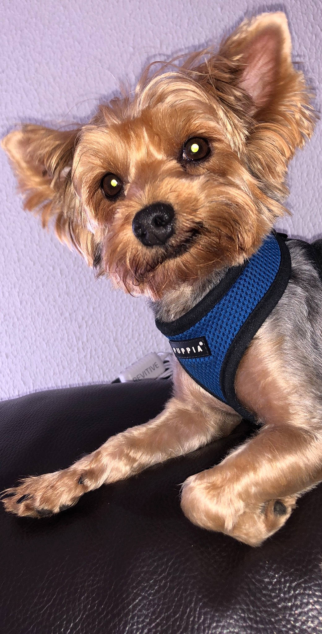 Luna a rejoint le concours — aidez-le/la à gagner de superbes lots ! biewer_terrier, canidae, carnivore, collar, companion_dog, dog, dog_breed, dog_clothes, dog_collar, dog_supply, fashion_accessory, fawn, leash, liver, small_terrier, snout, sporting_group, terrier, toy_dog, working_animal