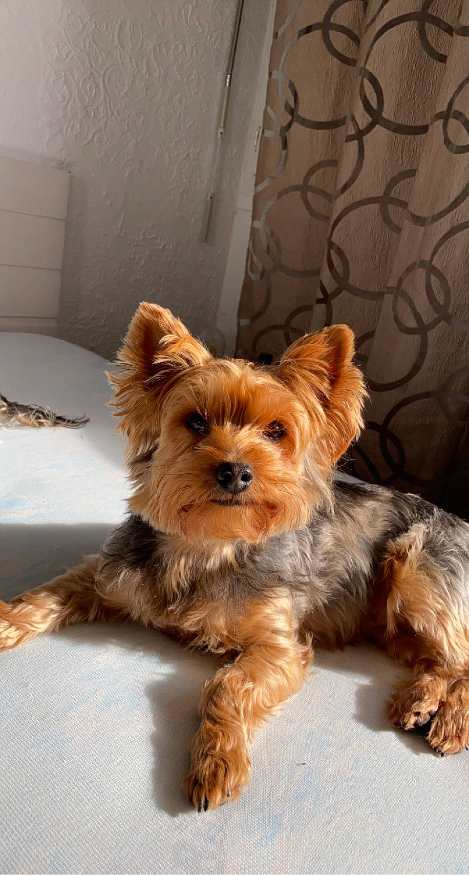 Luna a rejoint le concours — aidez-le/la à gagner de superbes lots ! biewer_terrier, canidae, carnivore, companion_dog, dog, dog_breed, dog_supply, ear, fawn, fur, liver, pet_supply, small_terrier, snout, sporting_group, terrier, toy_dog, whiskers, working_animal, yorkshire_terrier