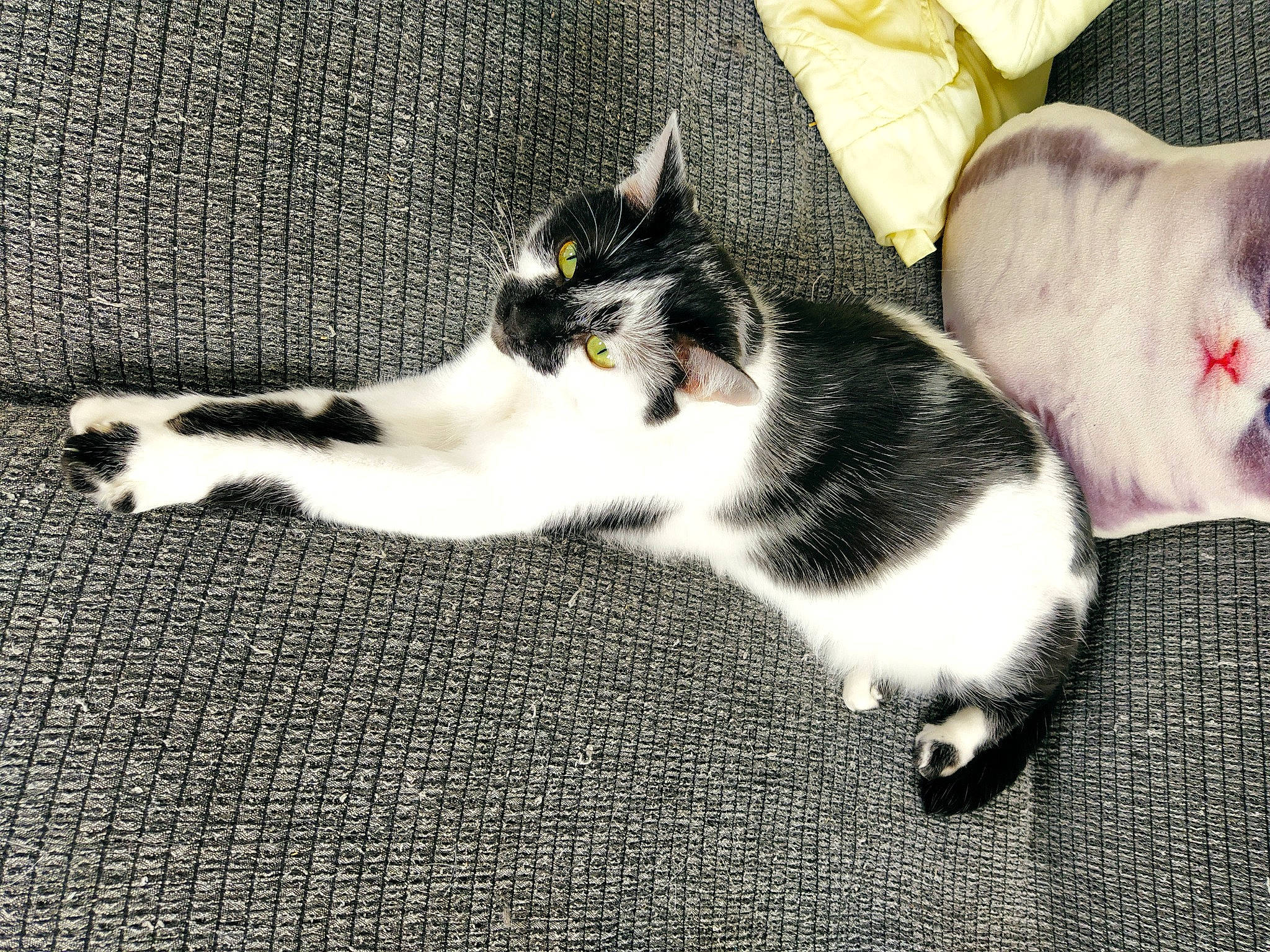 Naya a rejoint le concours — aidez-le/la à gagner de superbes lots ! aegean_cat, carnivore, cat, domestic_short_haired_cat, ear, european_shorthair, felidae, floor, flooring, fur, kitten, leg, norwegian_forest_cat, paw, plant, polydactyl_cat, small_to_medium_sized_cats, snout, tail, whiskers