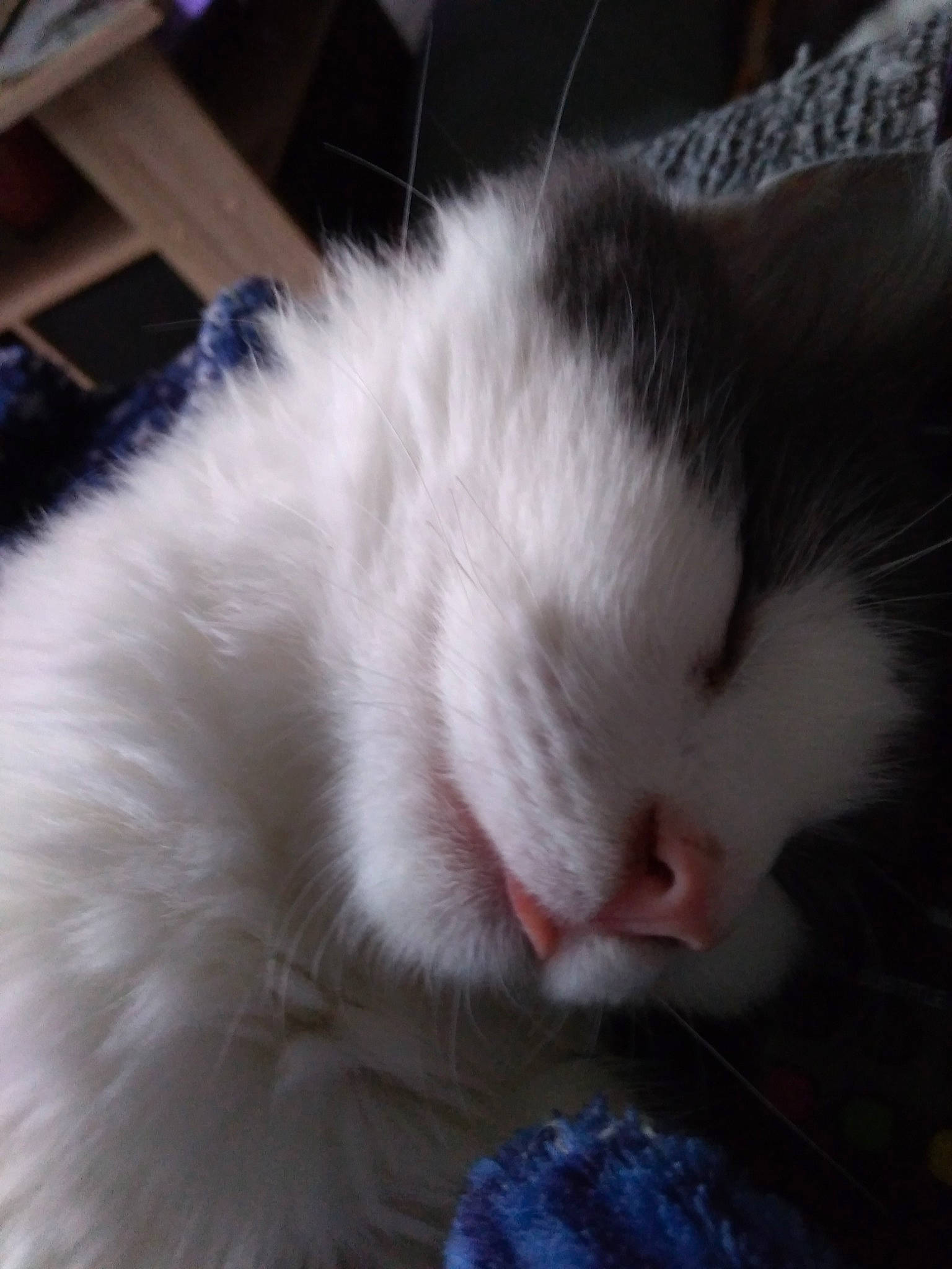 Simba participe au concours pour gagner de l'argent avec cette photo : carnivore, cat, ear, eye, felidae, fur, kitten, mammal, nap, norwegian_forest_cat, nose, polydactyl_cat, ragdoll, sleep, small_to_medium_sized_cats, turkish_angora, turkish_van, whiskers