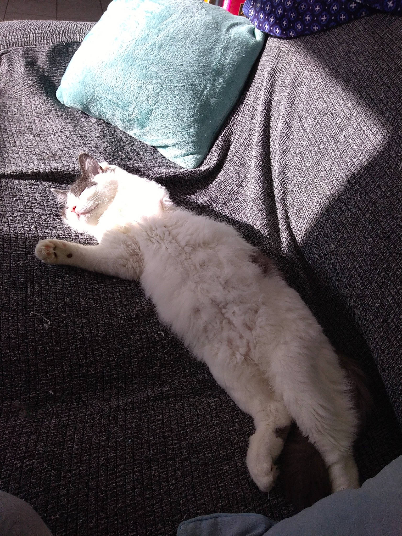 Simba a rejoint le concours — aidez-le/la à gagner de superbes lots ! burmilla, carnivore, cat, colorpoint_shorthair, domestic_short_haired_cat, felidae, fur, german_rex, kitten, leg, nap, small_to_medium_sized_cats, tail, turkish_angora, turkish_van, whiskers