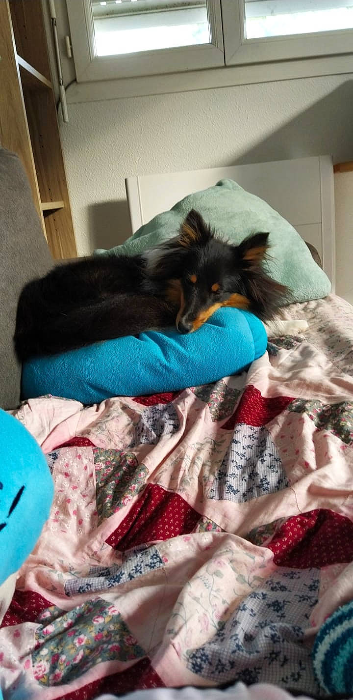 Nouméa participe au concours pour gagner de l'argent avec cette photo : bed, bed_sheet, bedding, blanket, canidae, carnivore, cat, comfort, companion_dog, dog, dog_breed, felidae, furniture, linens, nap, puppy, sleep, textile, turquoise, yorkshire_terrier