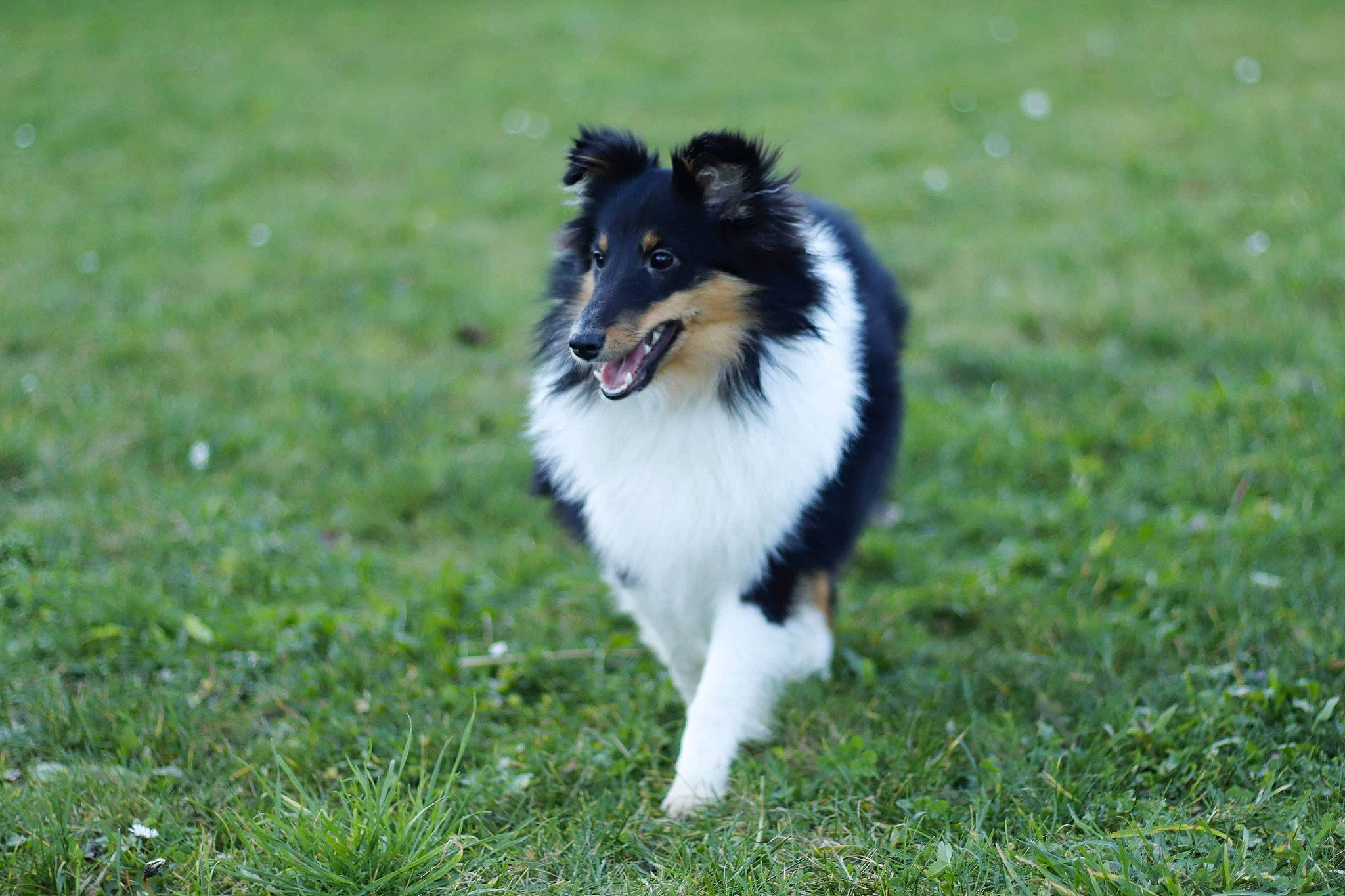 Nouméa a rejoint le concours — aidez-le/la à gagner de superbes lots ! australian_collie, australian_shepherd, canidae, carnivore, collie, companion_dog, dog, dog_breed, herding_dog, mammal, rough_collie, scotch_collie, shetland_sheepdog, sporting_group, vertebrate, welsh_sheepdog