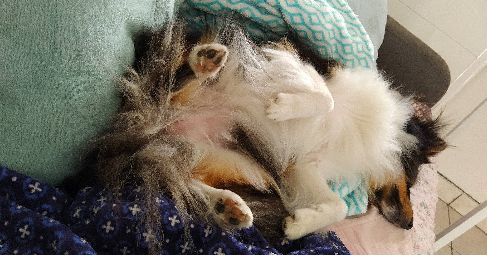 Nouméa participe au concours pour gagner de l'argent avec cette photo : canidae, carnivore, companion_dog, dog, dog_breed, fur, puppy, tibetan_terrier, toy_dog