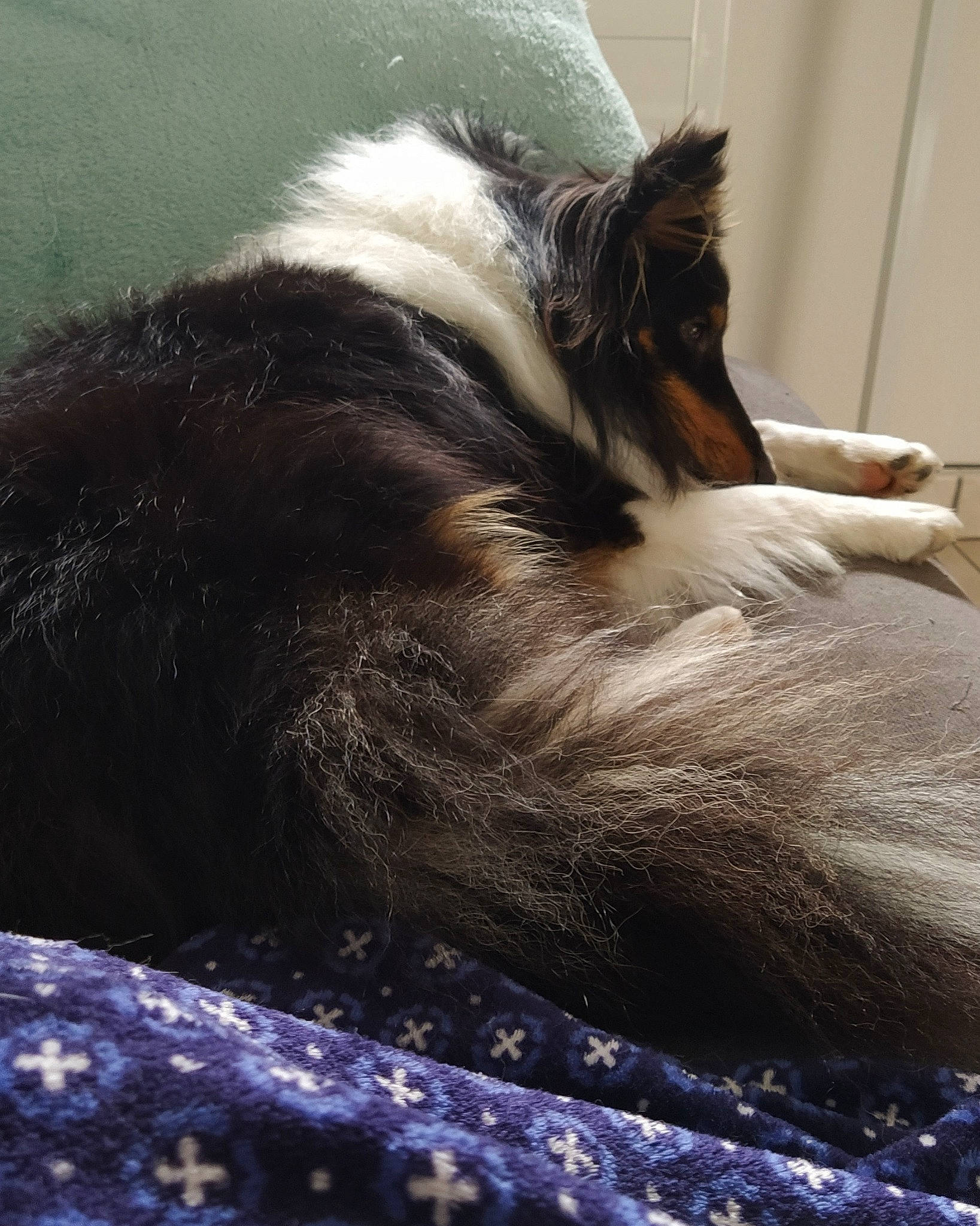 Nouméa participe au concours pour gagner de l'argent avec cette photo : canidae, carnivore, companion_dog, dog, dog_breed, mammal, sporting_group, whiskers