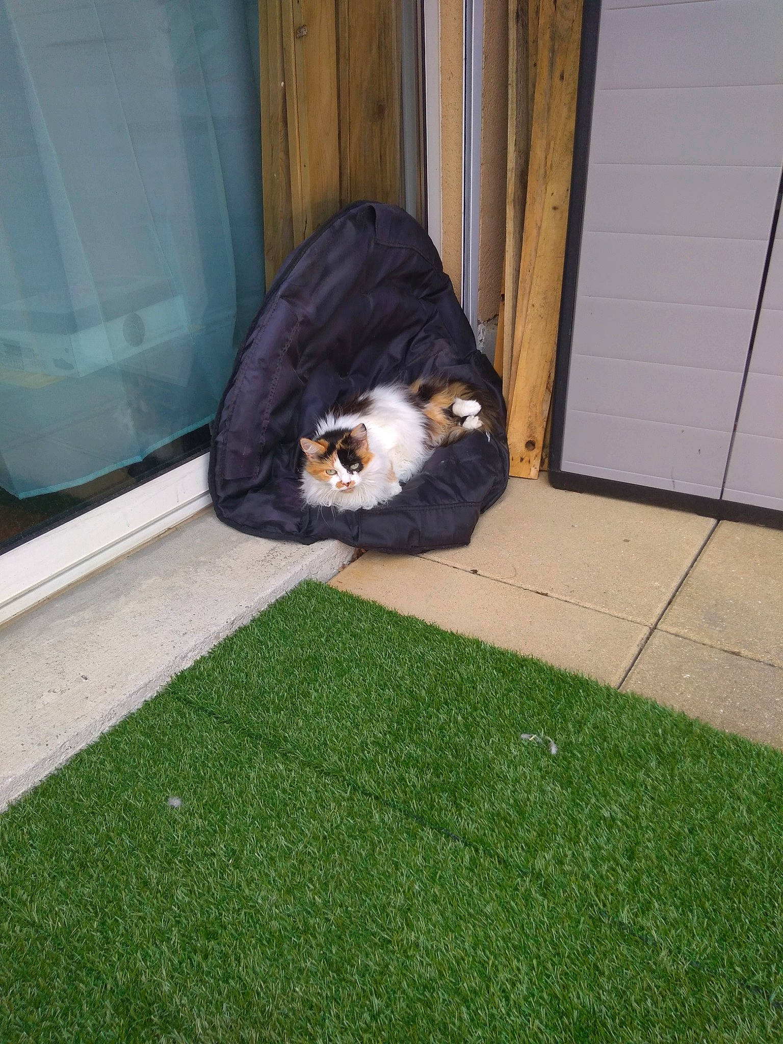 Kéa a rejoint le concours — aidez-le/la à gagner de superbes lots ! artificial_turf, backyard, bernese_mountain_dog, canidae, cat, dog_breed, felidae, floor, flooring, grass, guinea_pig, home, house, lawn, plant, tail