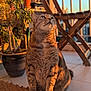 cat, tabby_cat, pet, animal, indoor, sunlight, plant, potted_plant, balcony, wooden_chair, mat, fur, whiskers, floor, domestic_cat, looking_up, orange_light, shadow, relaxing, cozy