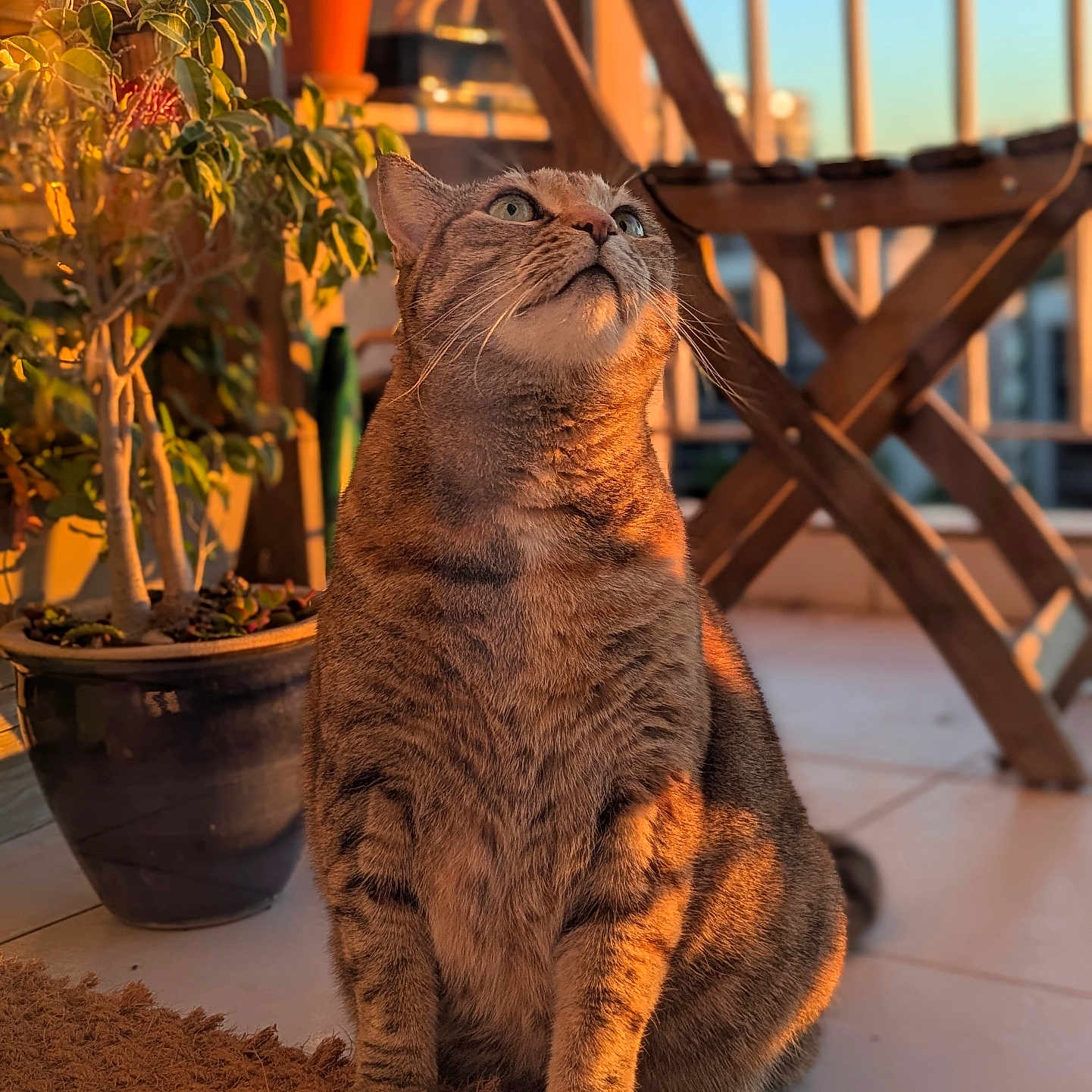 Boon a rejoint le concours — aidez-le/la à gagner de superbes lots ! animal, balcony, cat, cozy, domestic_cat, floor, fur, indoor, looking_up, mat, orange_light, pet, plant, potted_plant, relaxing, shadow, sunlight, tabby_cat, whiskers, wooden_chair