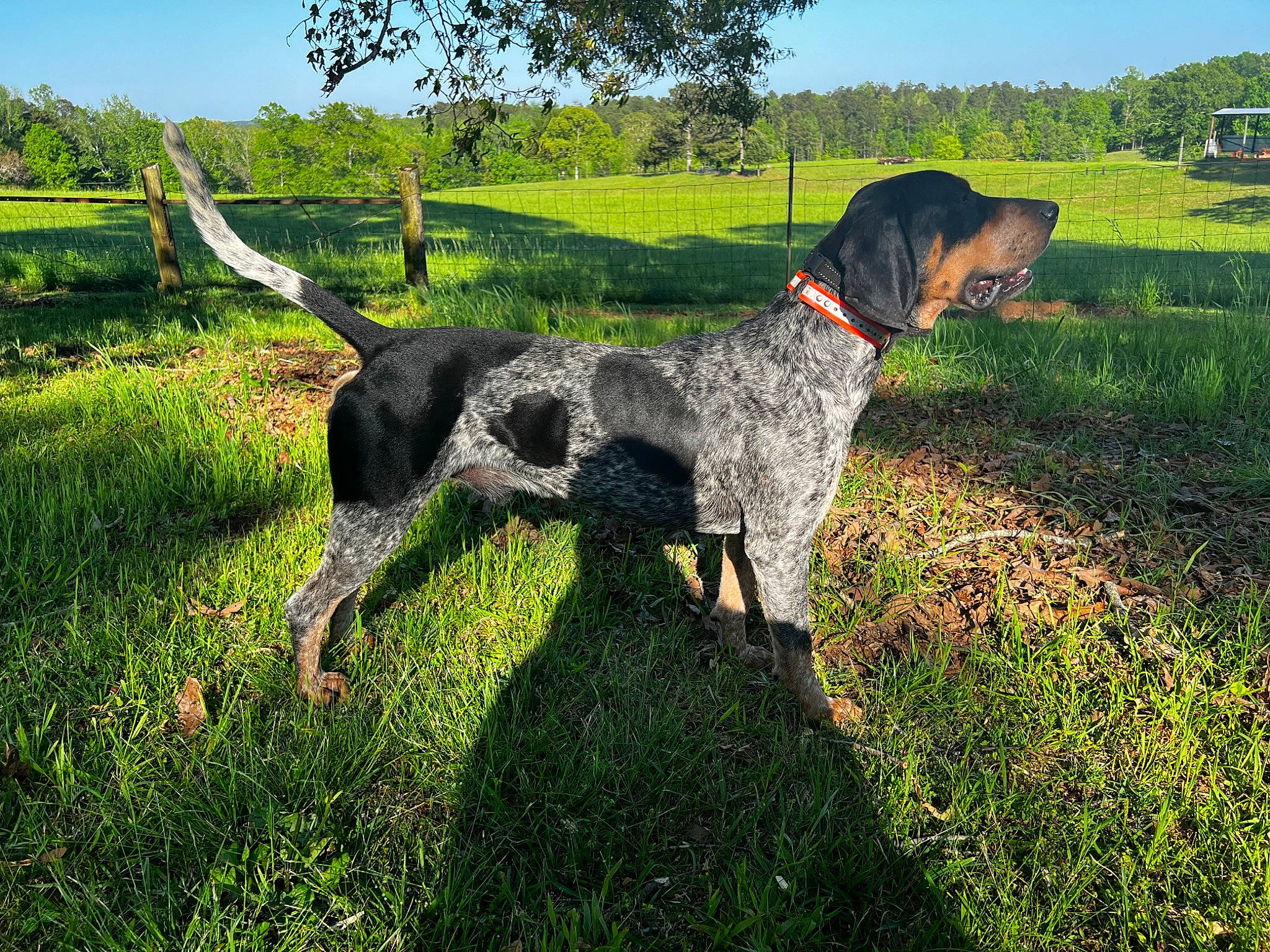 Dan is registered to the contest to win money with this photo: carnivore, collar, companion_dog, dog, dog_breed, dog_collar, fawn, grass, grassland, groundcover, gun_dog, liver, meadow, plant, shrub, sky, sporting_group, tail, tree, working_animal