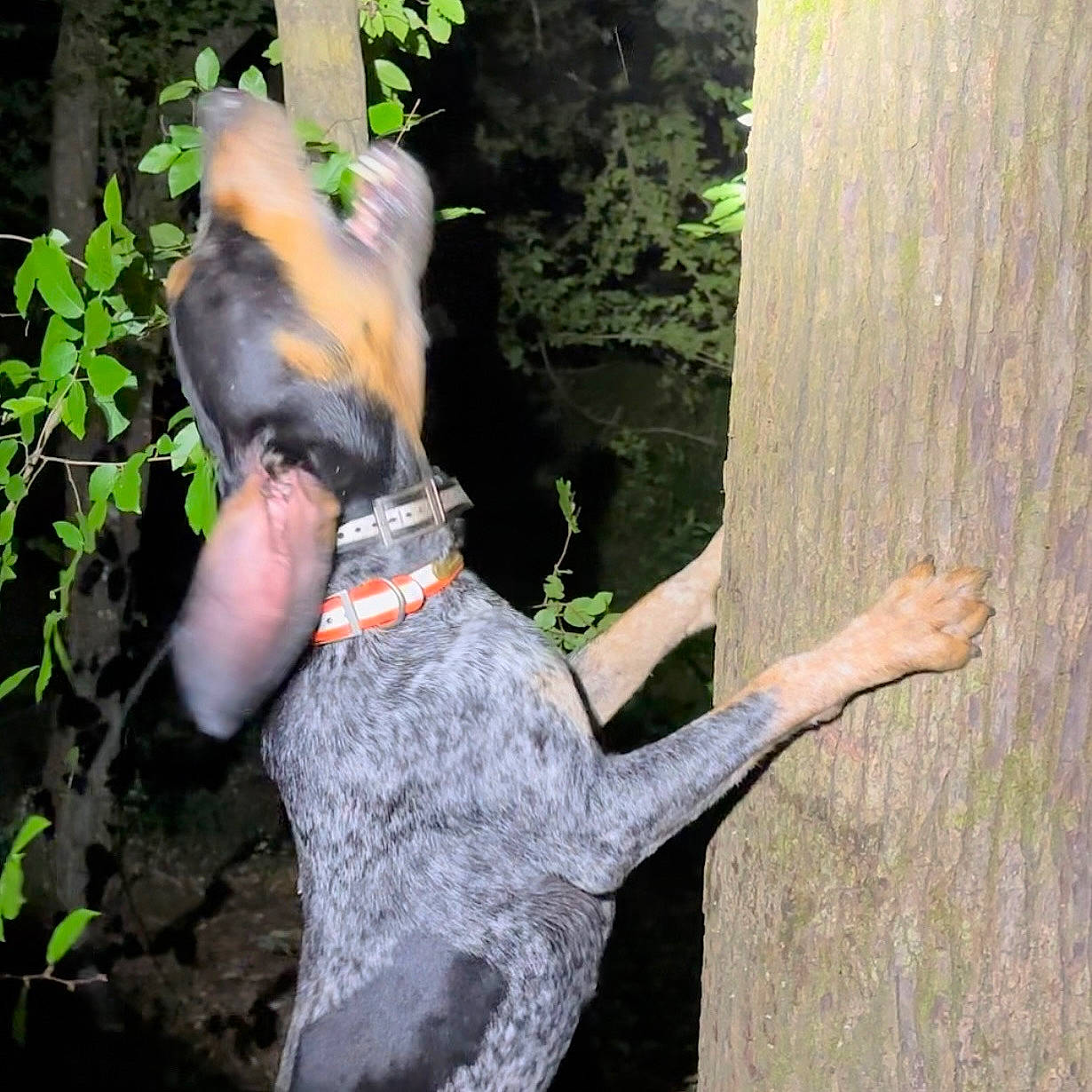 Dan joined the competition — help win amazing prizes! canidae, carnivore, companion_dog, dog, dog_breed, dog_supply, fawn, grass, guard_dog, jungle, plant, snout, sporting_group, tail, terrestrial_animal, tree, trunk, wildlife, wood, working_animal