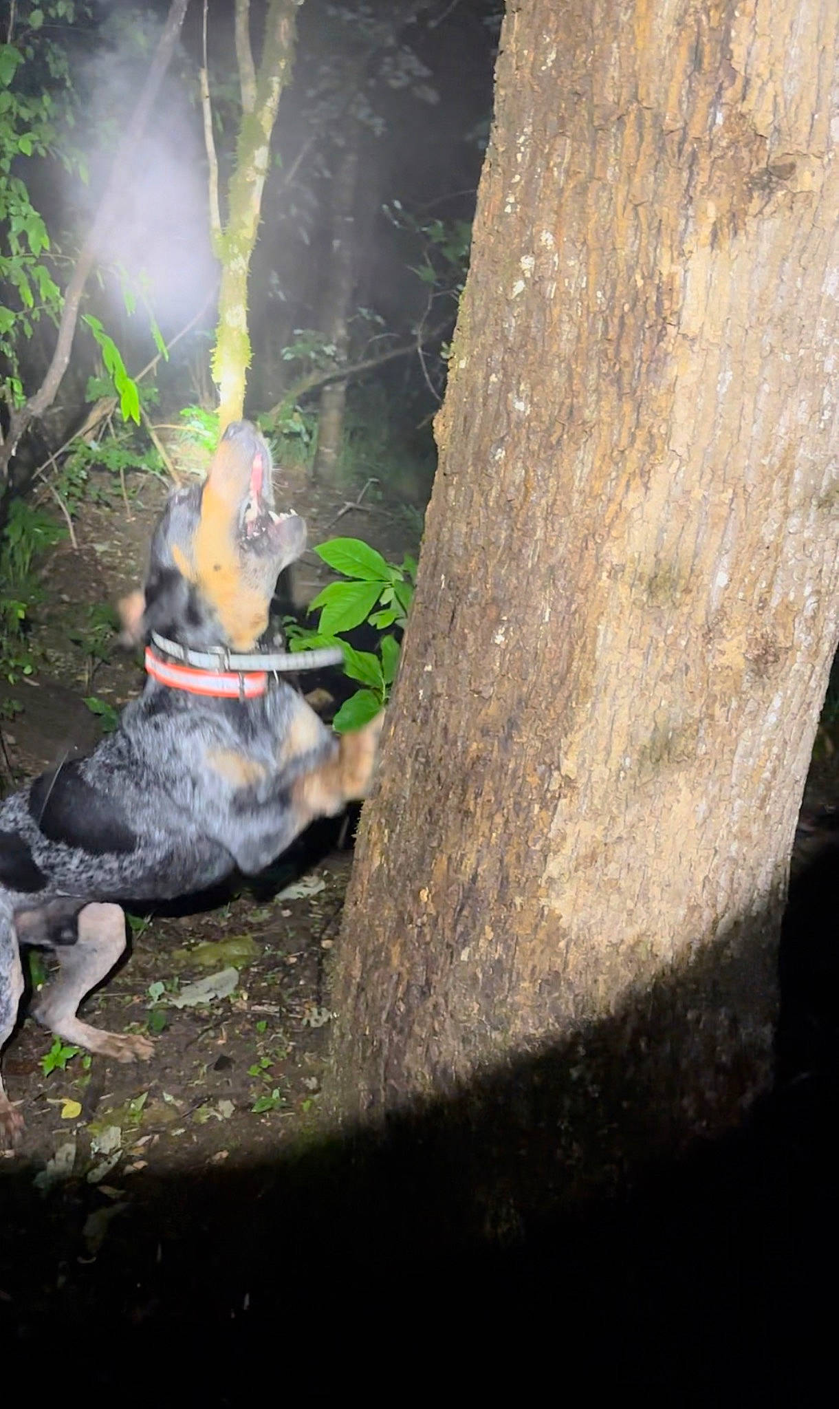 Dan is registered to the contest to win money with this photo: ash, automotive_wheel_system, canidae, carnivore, fire, flame, forest, gas, grass, heat, landscape, plant, rock, smoke, soil, tail, tree, trunk, wildlife, wood