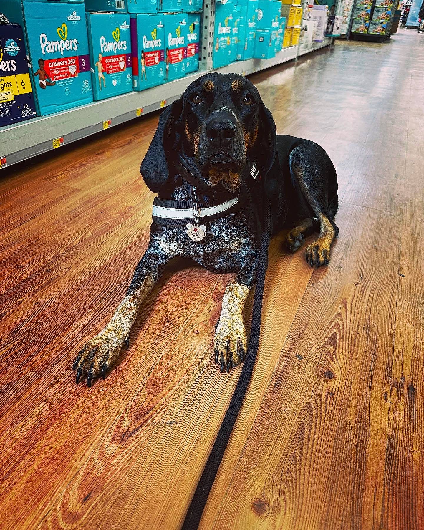 Dixie joined the competition — help win amazing prizes! carnivore, collar, companion_dog, dog, dog_breed, dog_collar, fawn, floor, flooring, hardwood, laminate_flooring, liver, plank, sporting_group, tail, varnish, wood, wood_flooring, wood_stain, working_animal