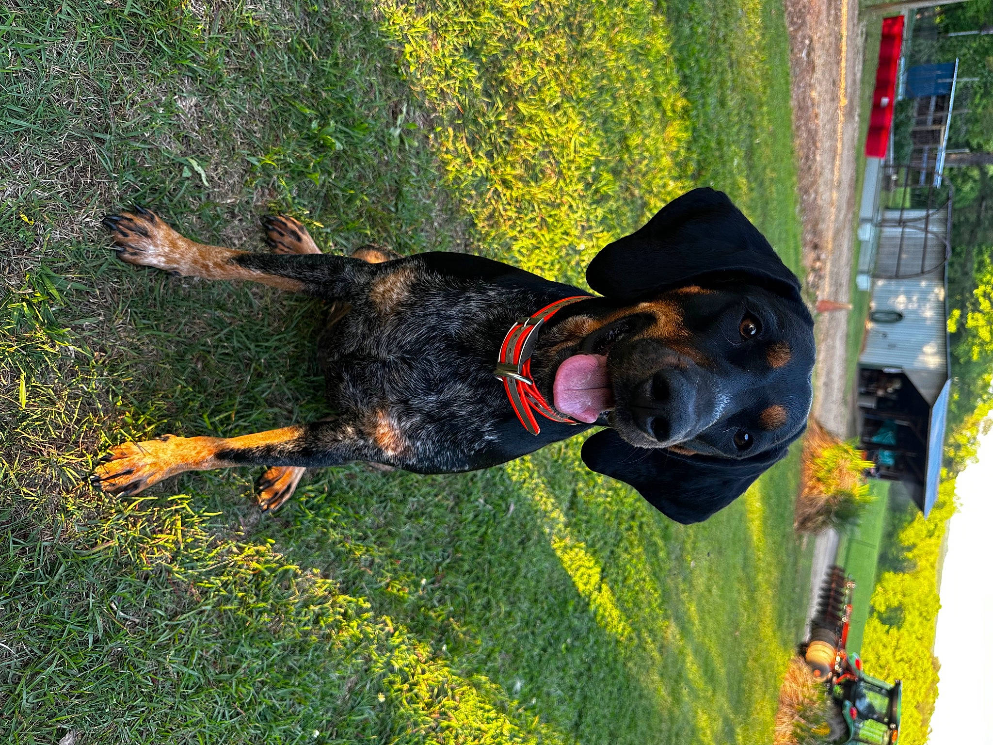 Dixie is registered to the contest to win money with this photo: adventure, canidae, carnivore, collar, dog, dog_breed, dog_collar, dog_supply, fawn, grass, guard_dog, hunting_dog, leash, plant, sporting_group, tail, water_dog, working_animal, working_dog