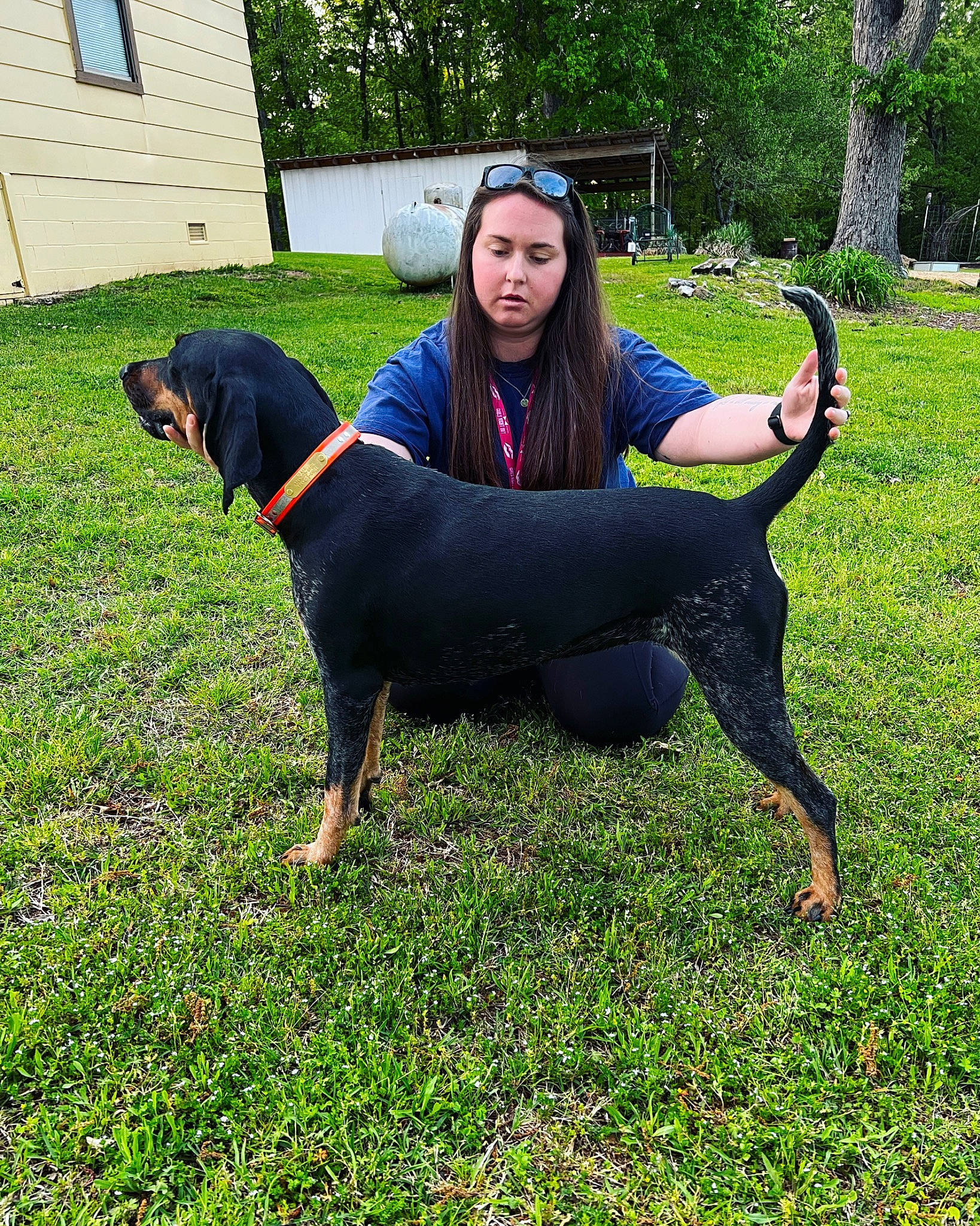 Dixie is registered to the contest to win money with this photo: active_pants, canidae, carnivore, companion_dog, dog, dog_breed, dog_supply, door, grass, guard_dog, knee, lawn, leisure, people_in_nature, plant, sporting_group, t_shirt, thigh, tree, window