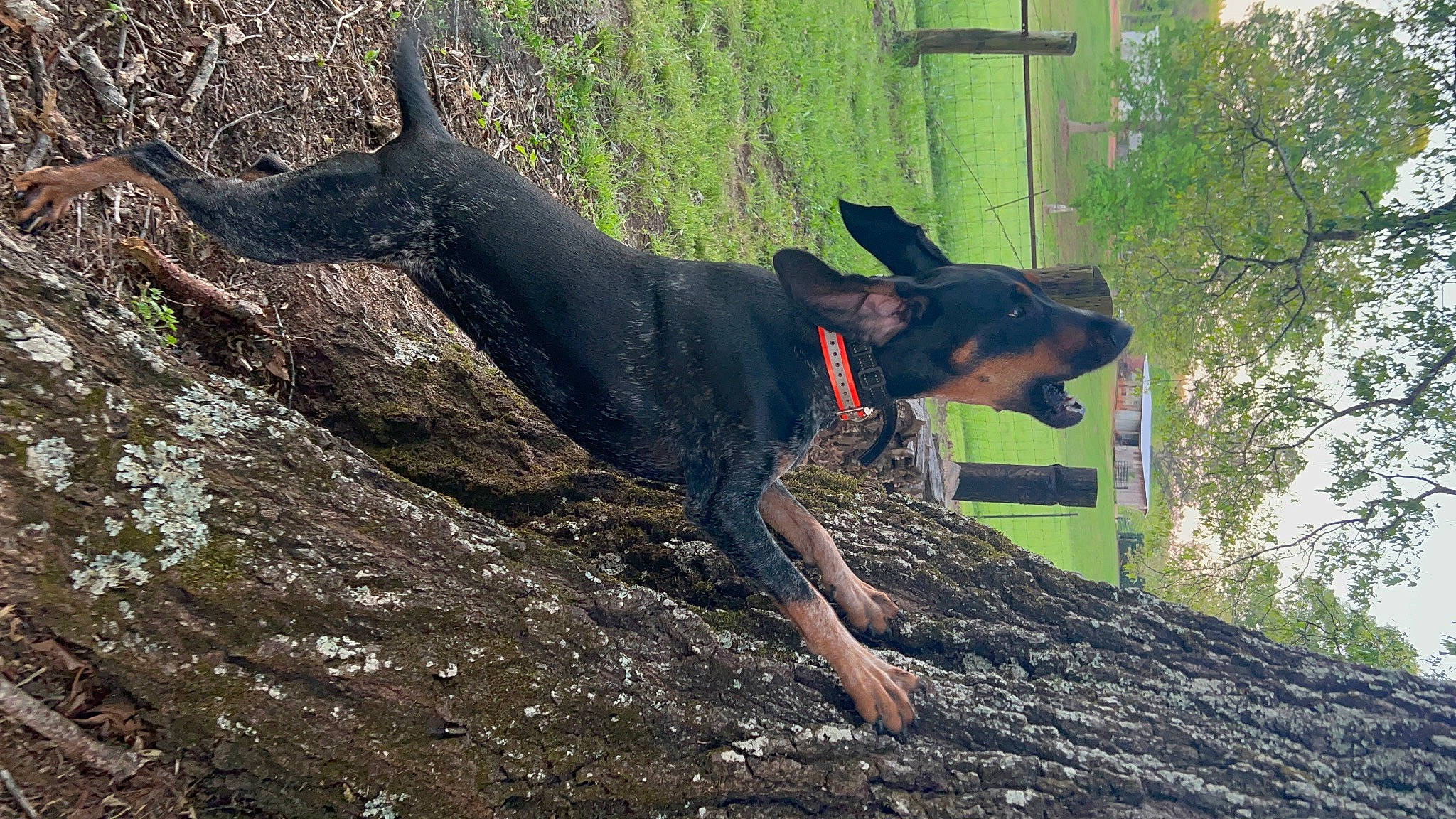 Dixie joined the competition — help win amazing prizes! adventure, canidae, carnivore, collar, dobermann, dog, dog_breed, dog_collar, dog_hiking, dog_supply, grass, guard_dog, hunting_dog, plant, rock, sporting_group, tree, wood, working_animal, working_dog