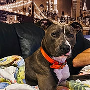 Rama participe au concours pour gagner de l'argent avec cette photo : dog, orange_collar, blanket, couch, urban, cityscape, bridge, night, lights, skyscrapers, indoor, pet, portrait, relaxed, brown_dog, white_chest, furniture, comfort, animal, canine