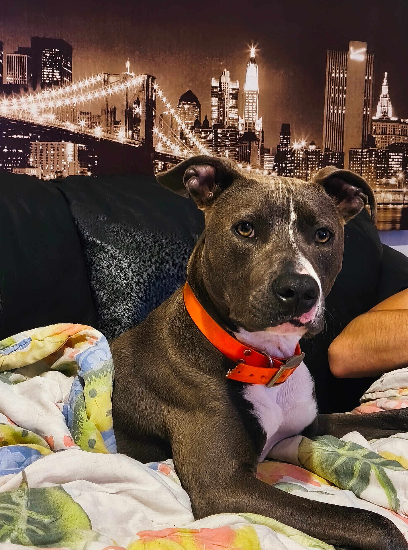 Rama participe au concours pour gagner de l'argent avec cette photo : dog, orange_collar, blanket, couch, urban, cityscape, bridge, night, lights, skyscrapers, indoor, pet, portrait, relaxed, brown_dog, white_chest, furniture, comfort, animal, canine