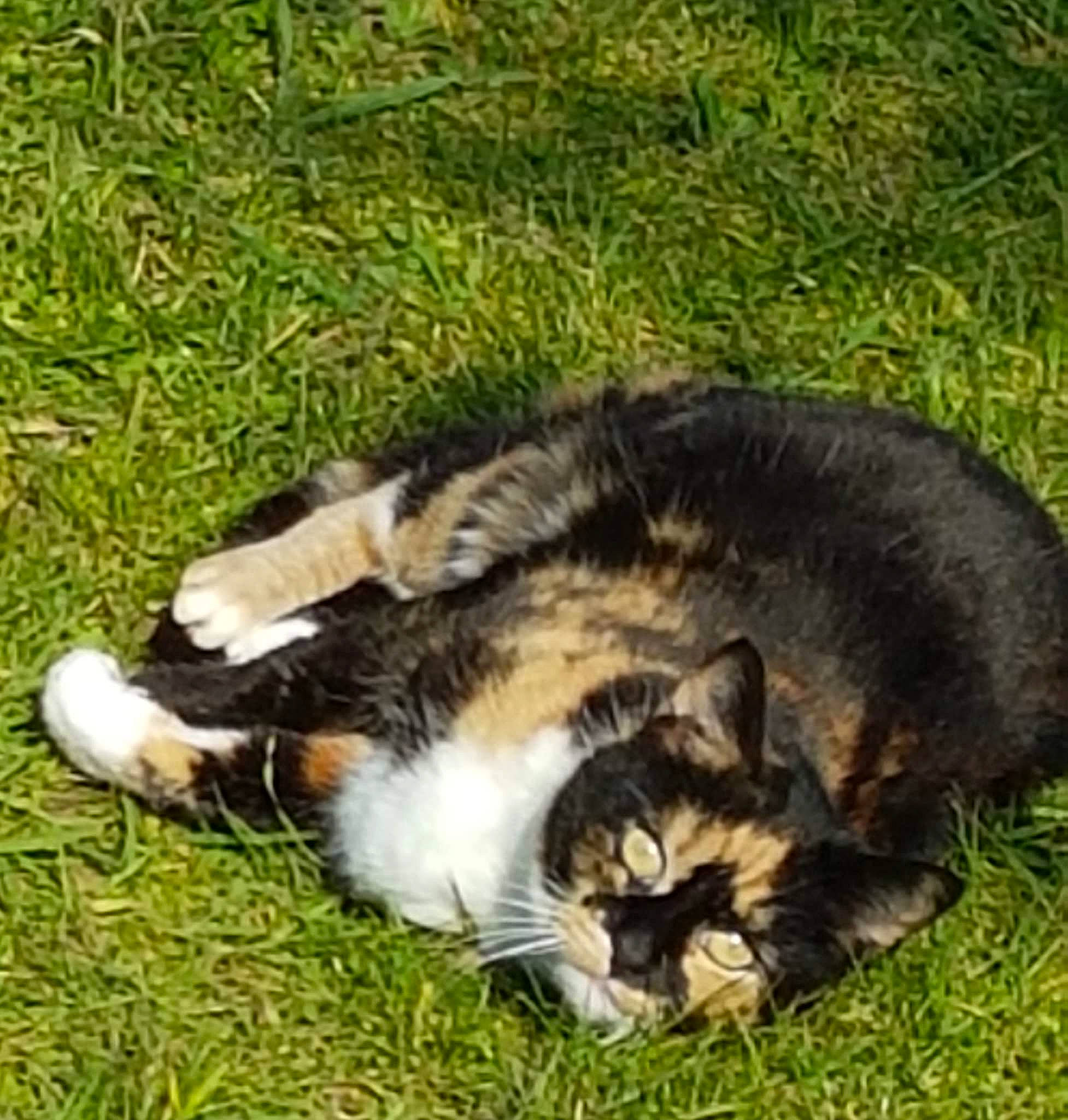Ivoire a rejoint le concours — aidez-le/la à gagner de superbes lots ! carnivore, cat, claw, dog_breed, domestic_short_haired_cat, felidae, fur, grass, groundcover, lawn, mammal, nap, paw, plant, small_to_medium_sized_cats, snout, tail, terrestrial_animal, whiskers, wildlife